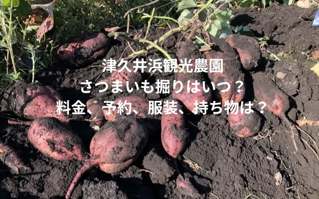 津久井浜観光農園さつまいも掘りはいつ？料金、予約、服装、持ち物は？